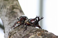 かぶとむし自然観察園